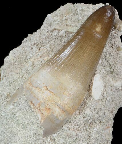 Beautiful Mosasaur (Prognathodon Curri?) Tooth #43128